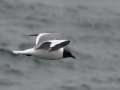 Sabine's Gull